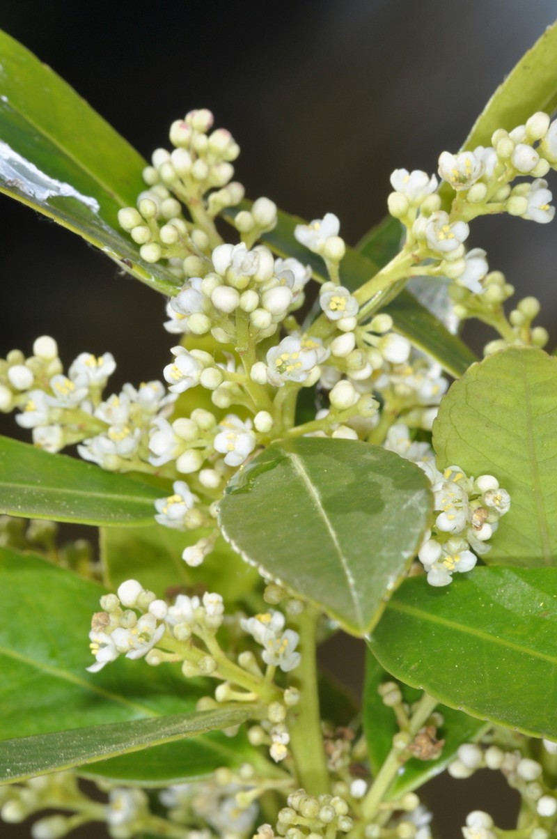 Ilex affinis photo 3