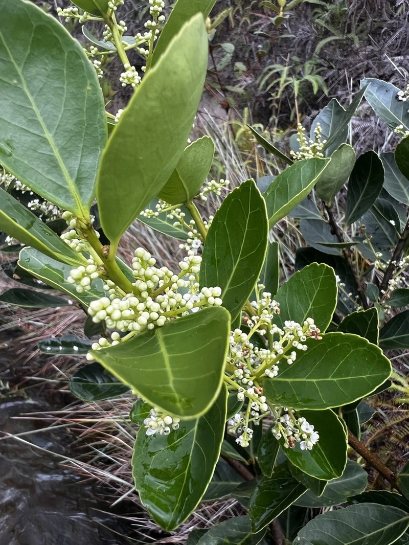 Ilex affinis photo 4