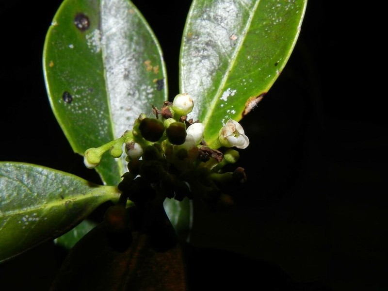 Ilex affinis photo 5