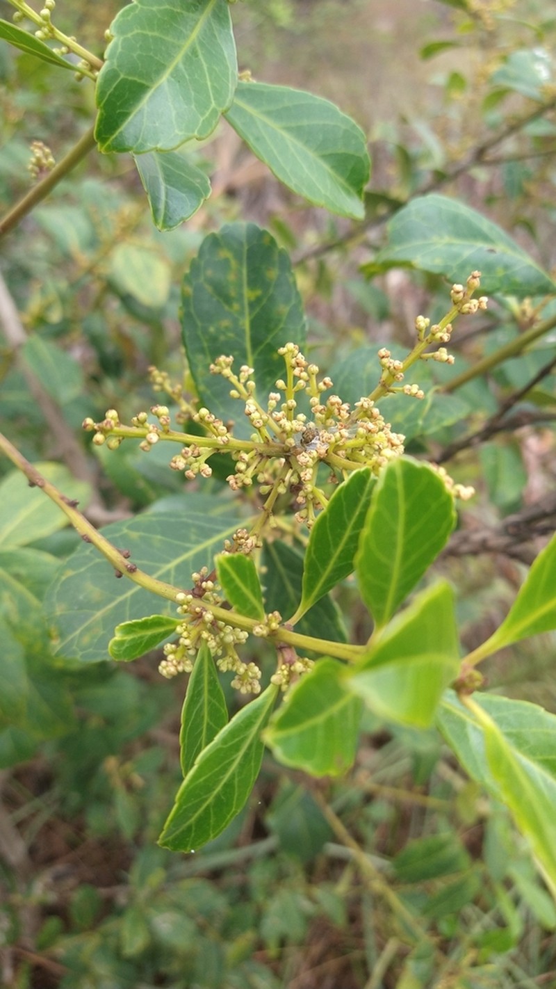 Ilex affinis photo 6