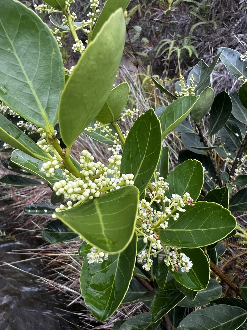 Ilex affinis photo 7