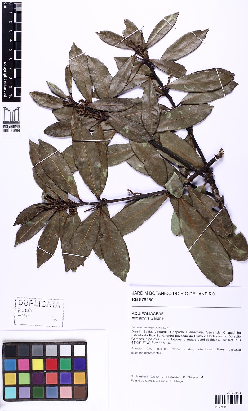 Ilex affinis photo 8