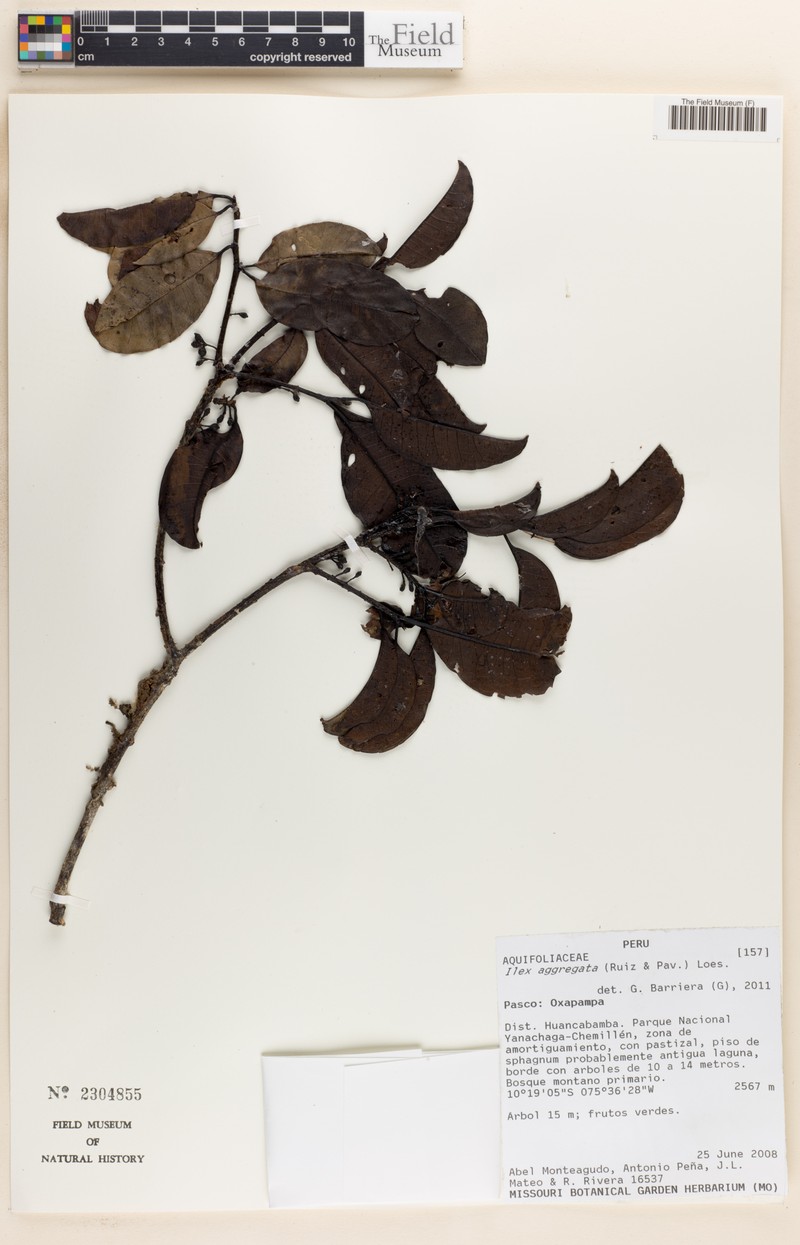 Ilex aggregata