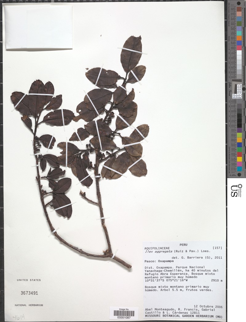 Ilex aggregata photo 2