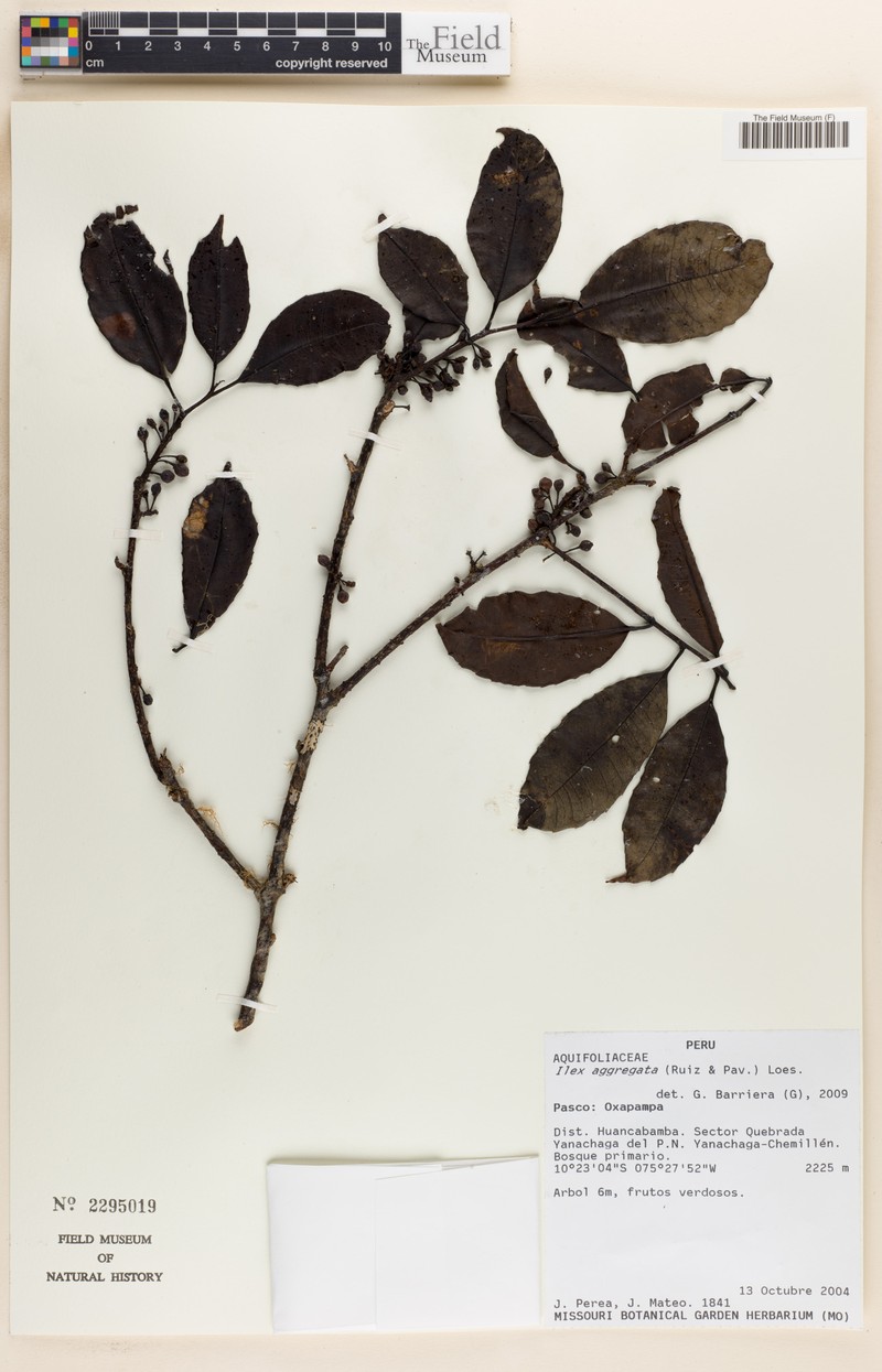Ilex aggregata photo 3