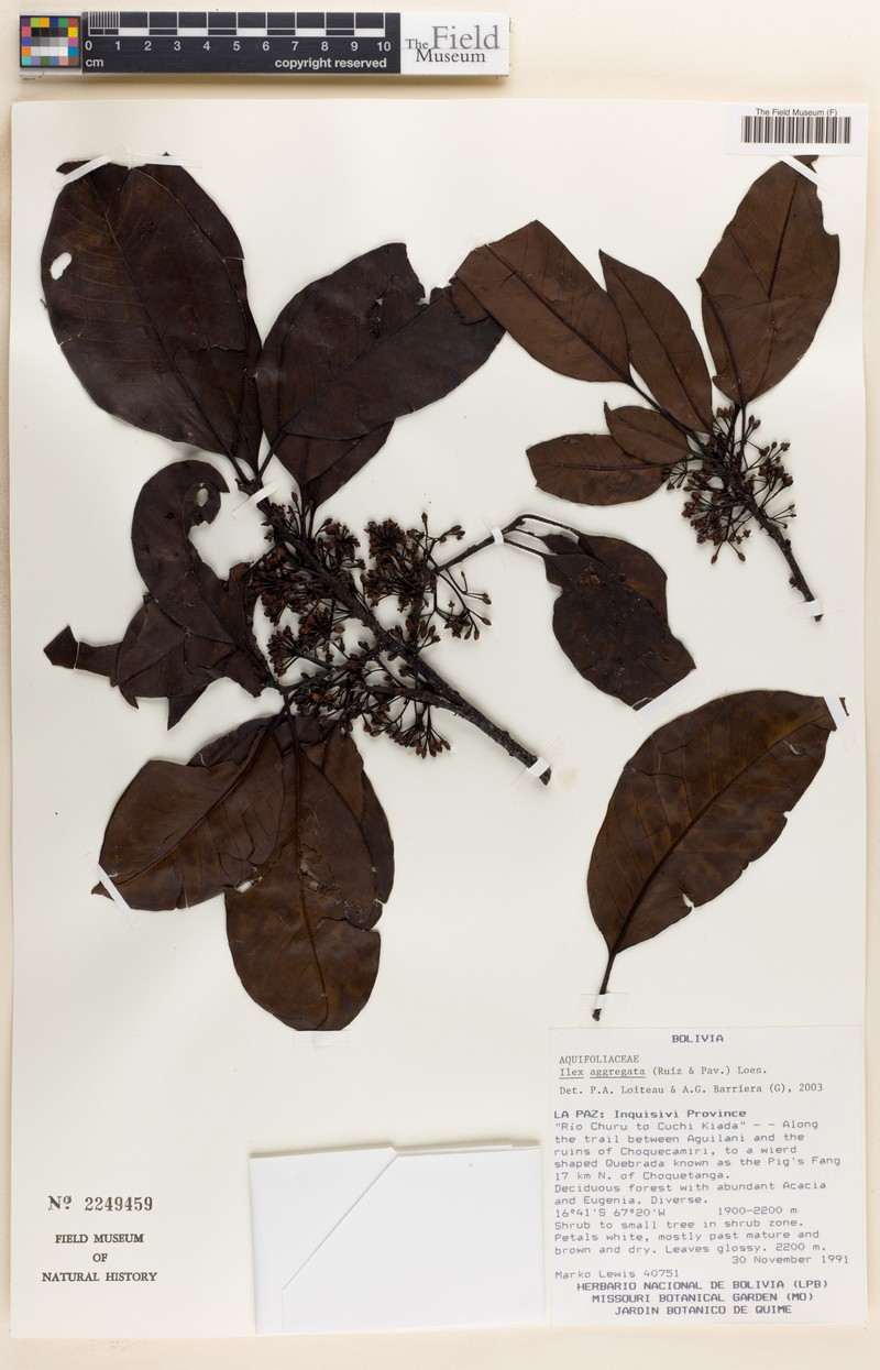 Ilex aggregata photo 4