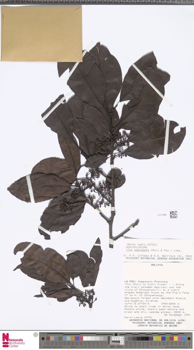 Ilex aggregata photo 5