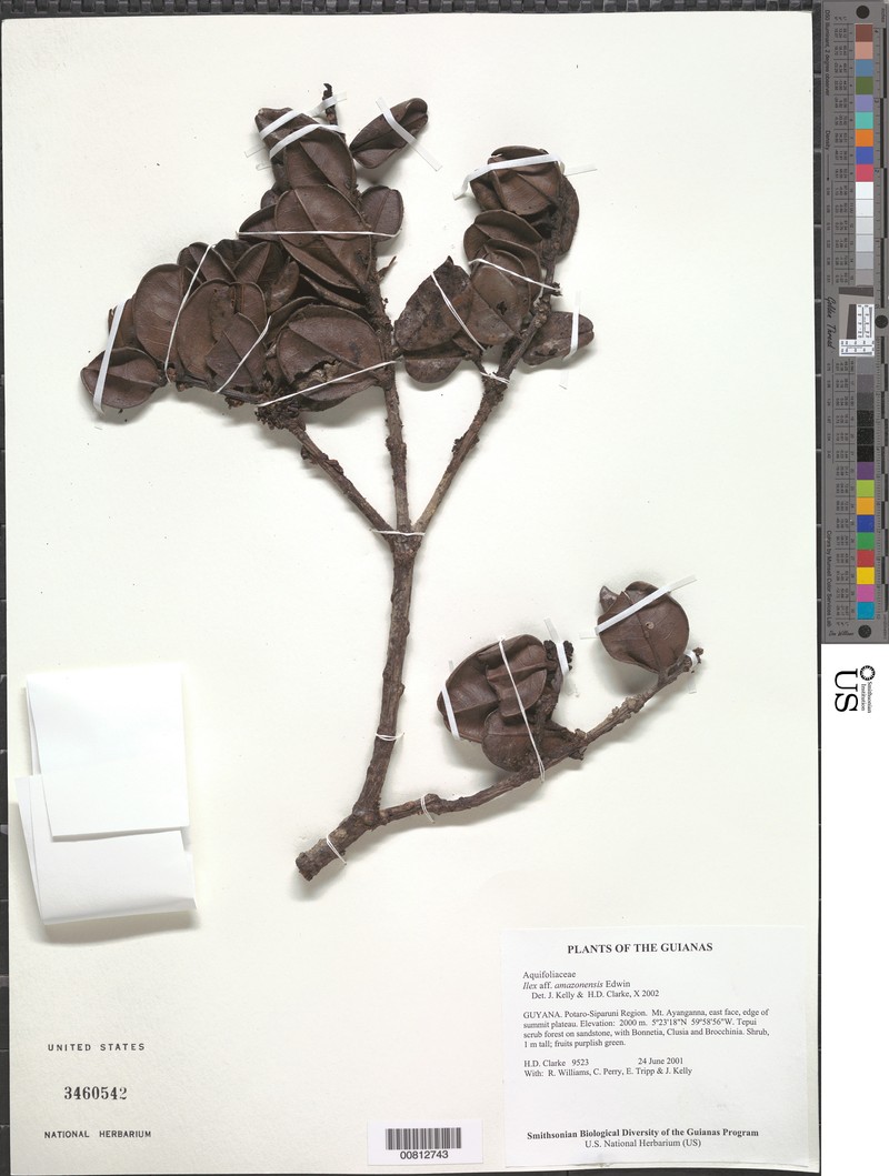 Ilex amazonensis