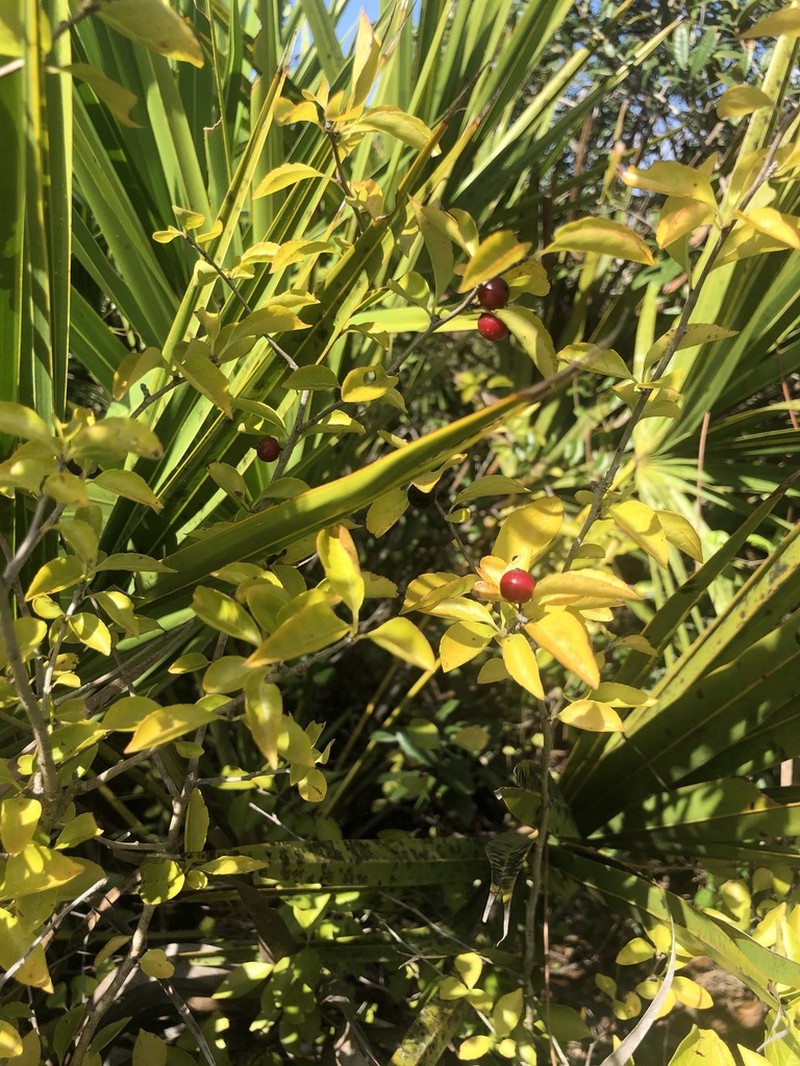 Carolina Holly