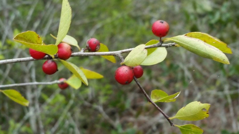 Carolina Holly photo 2