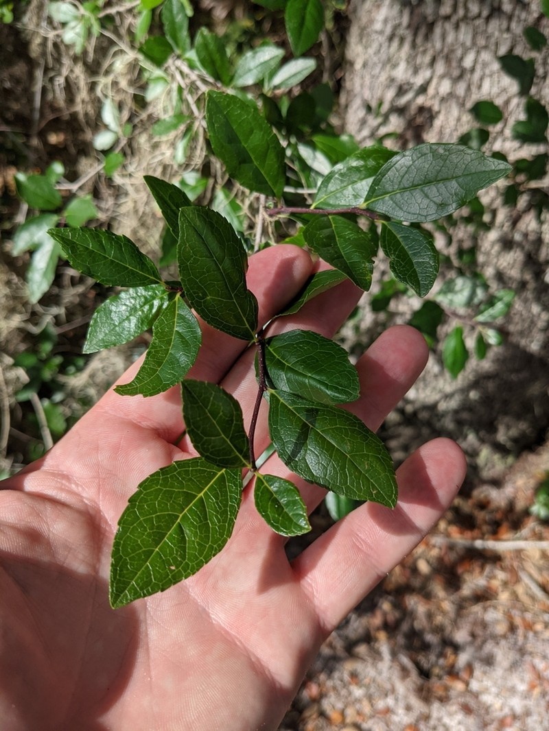 Carolina Holly photo 3