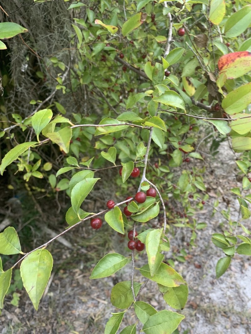 Carolina Holly photo 4