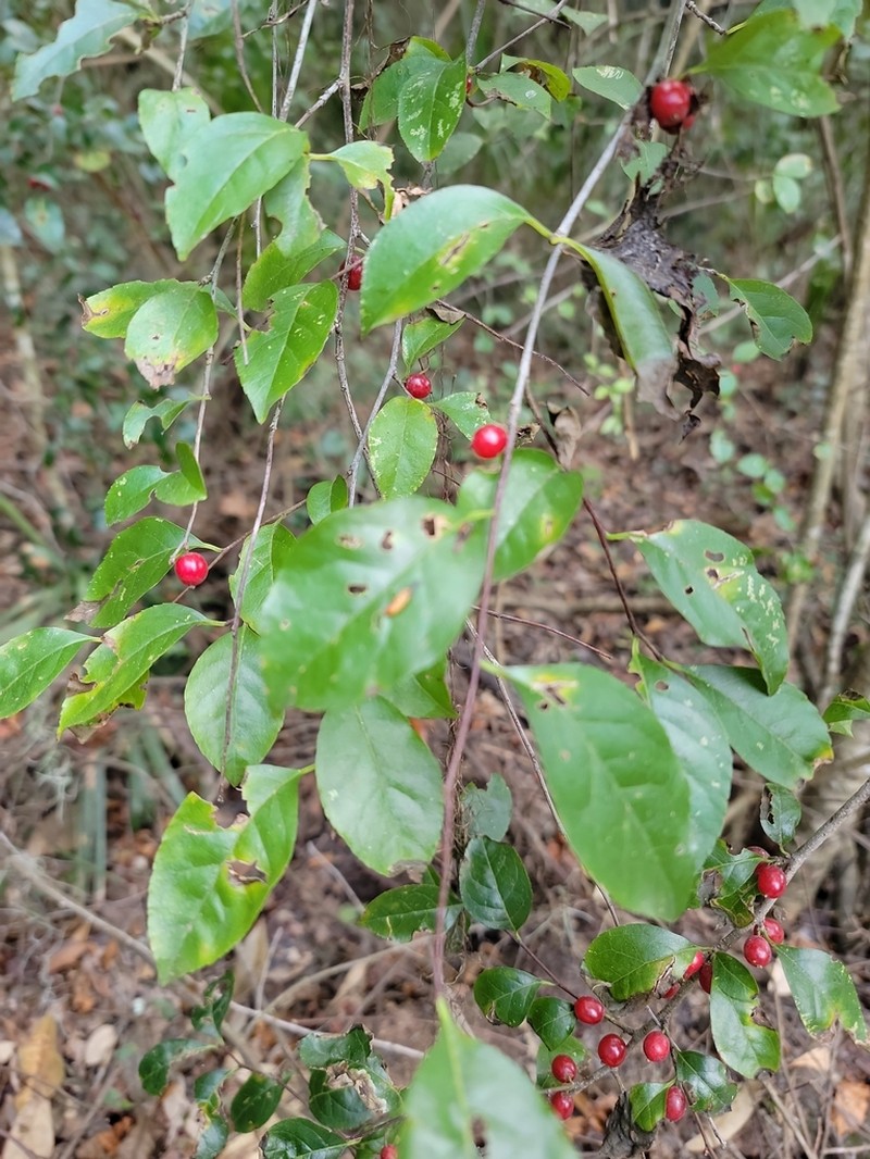 Carolina Holly photo 5