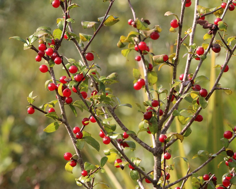 Carolina Holly photo 6