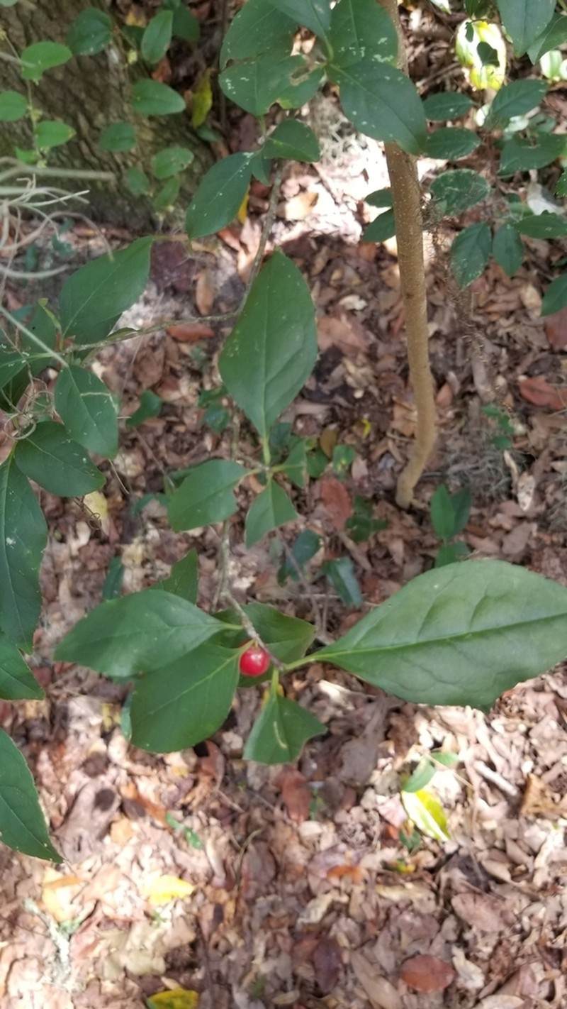 Carolina Holly photo 8