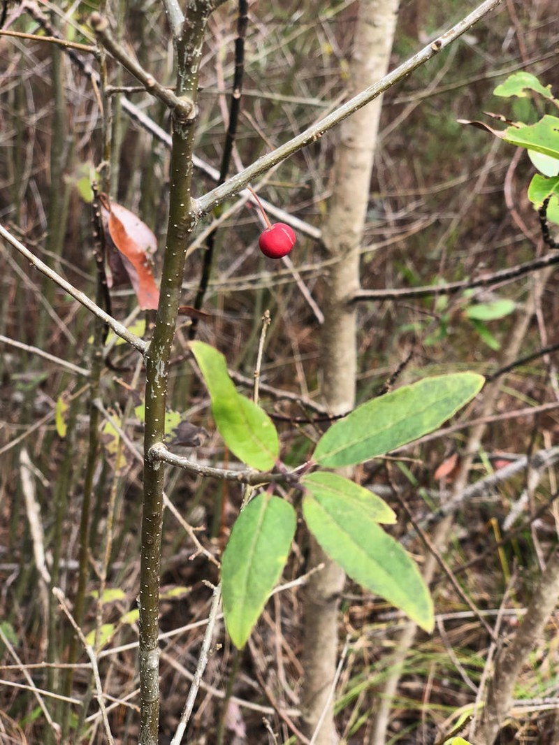 Sarvis Holly