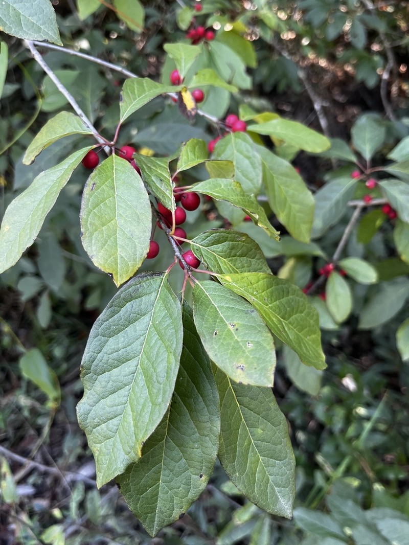 Sarvis Holly photo 3