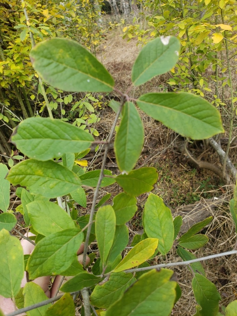 Sarvis Holly photo 4