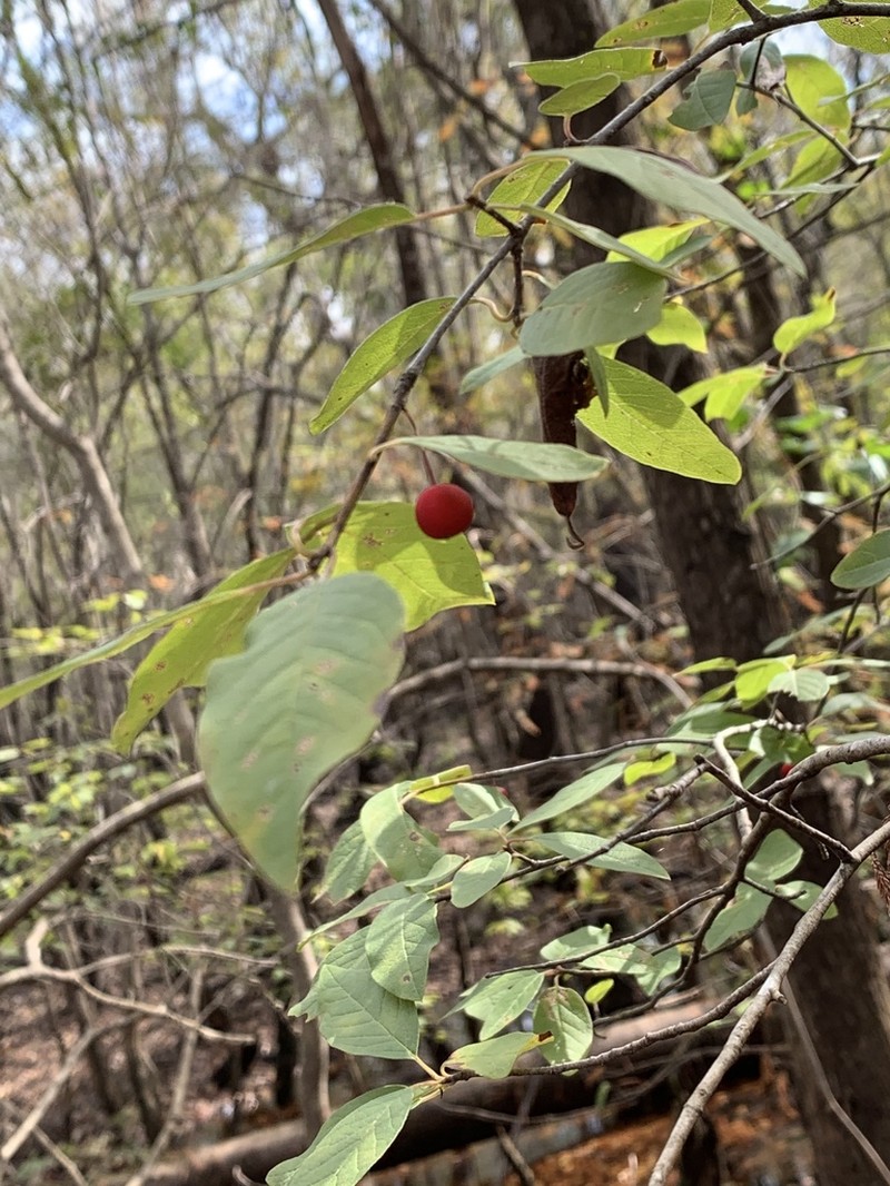 Sarvis Holly photo 5