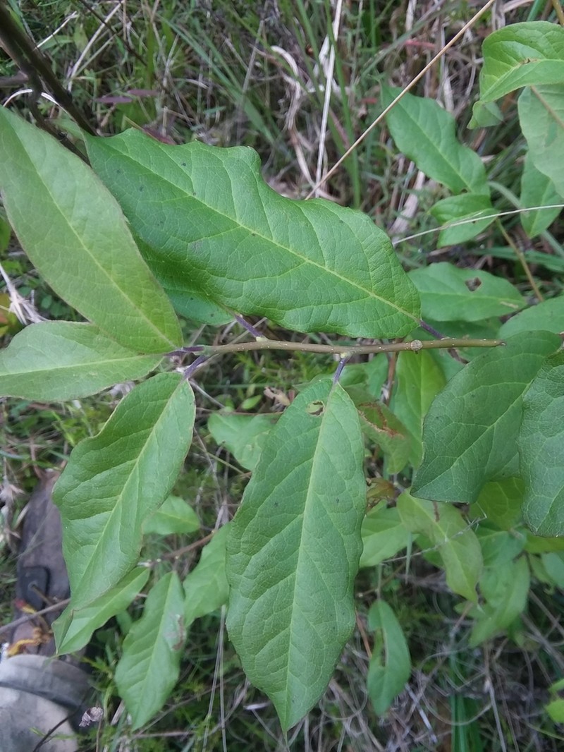 Sarvis Holly photo 6