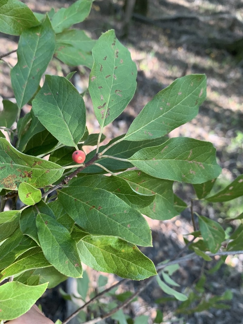 Sarvis Holly photo 7
