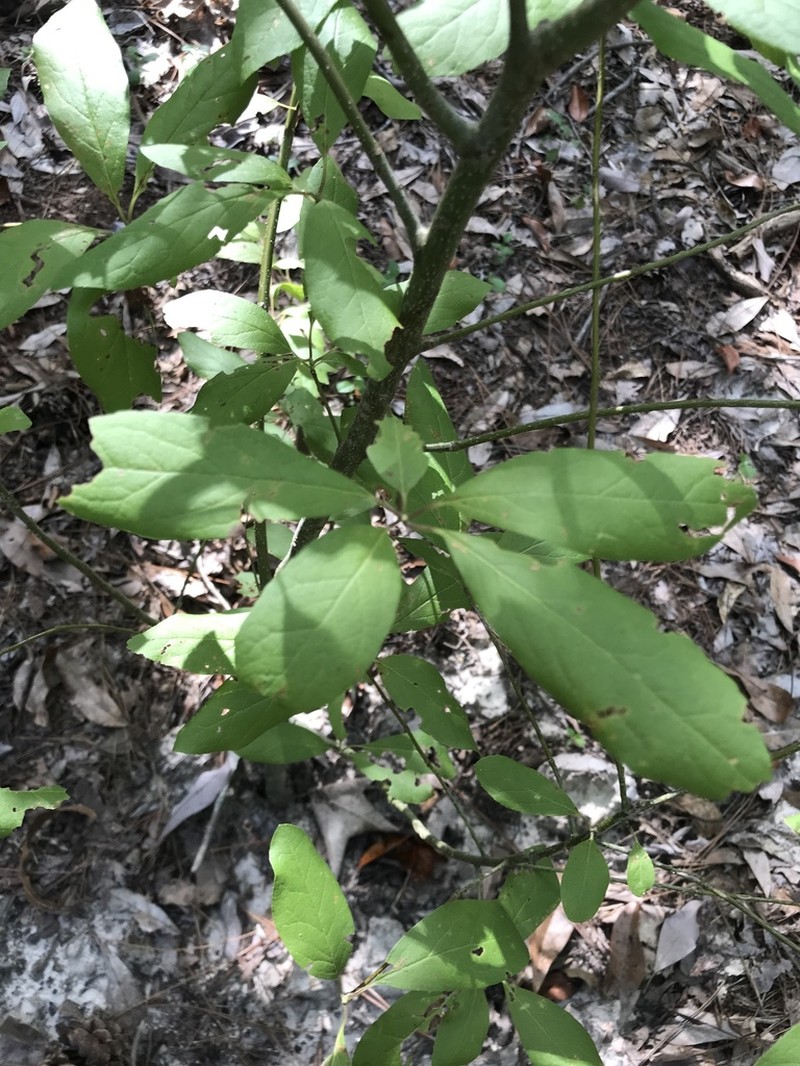 Sarvis Holly photo 8