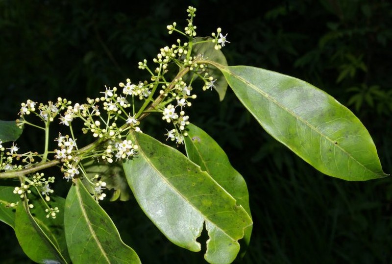 Ilex amplifolia