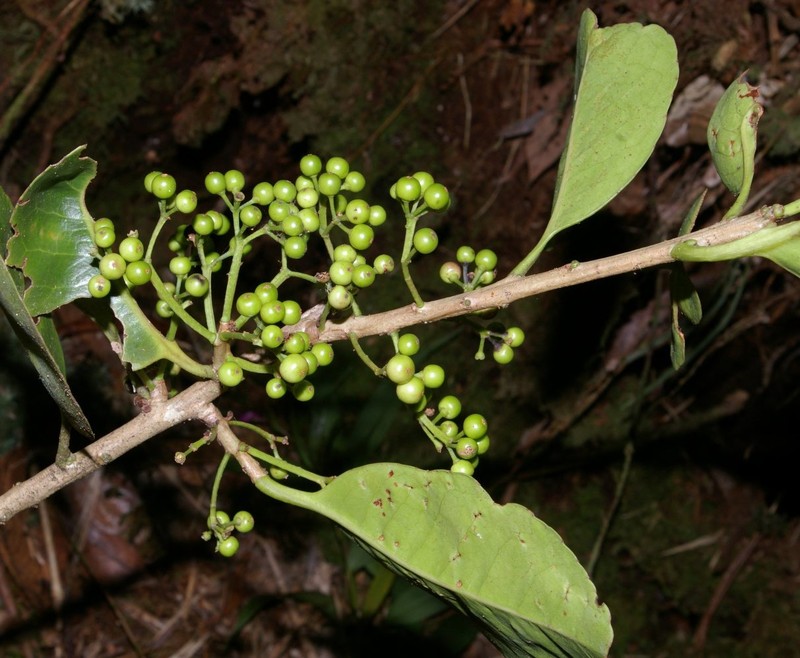 Ilex amplifolia photo 2