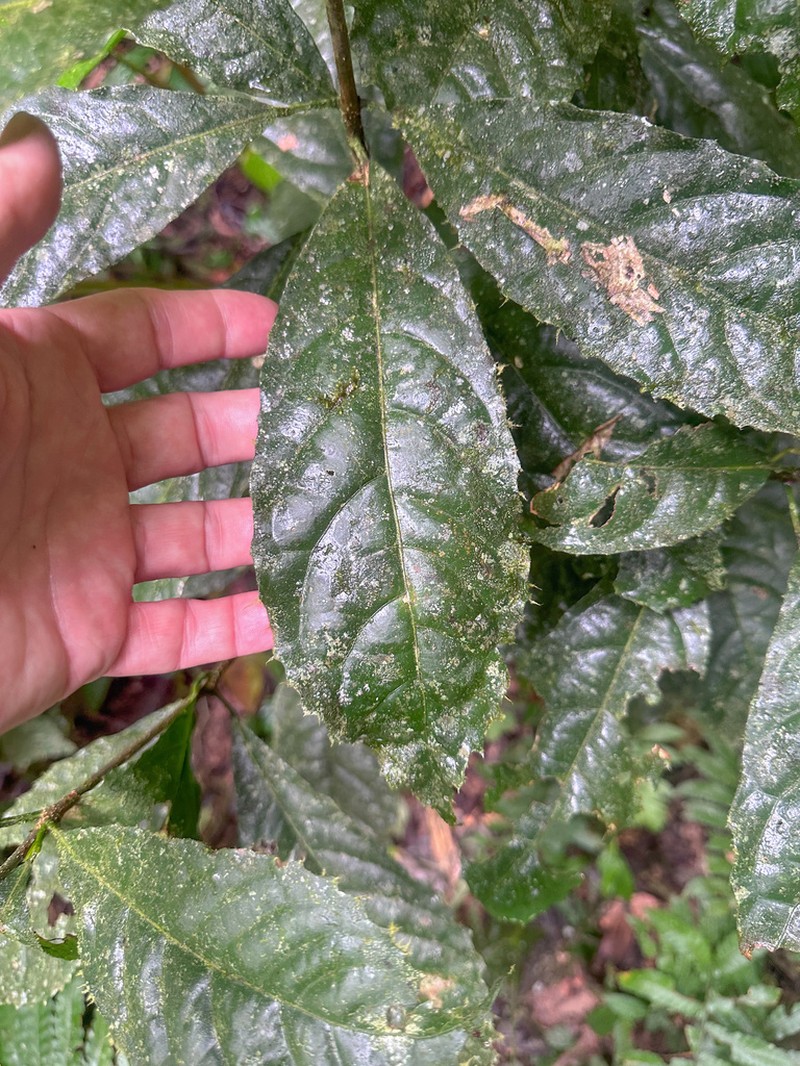 Ilex andicola