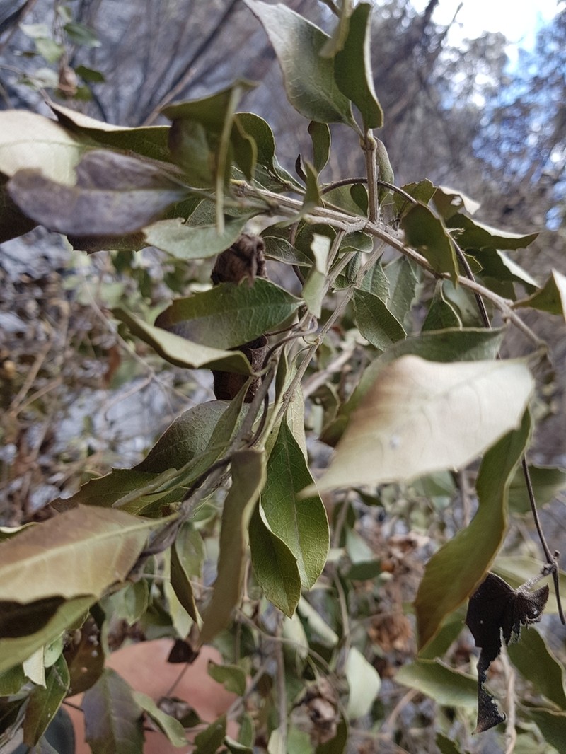 Ilex andicola photo 2