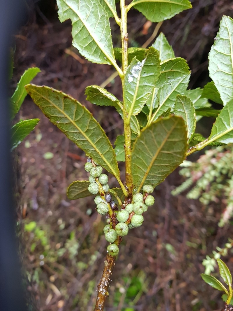 Ilex andicola photo 3