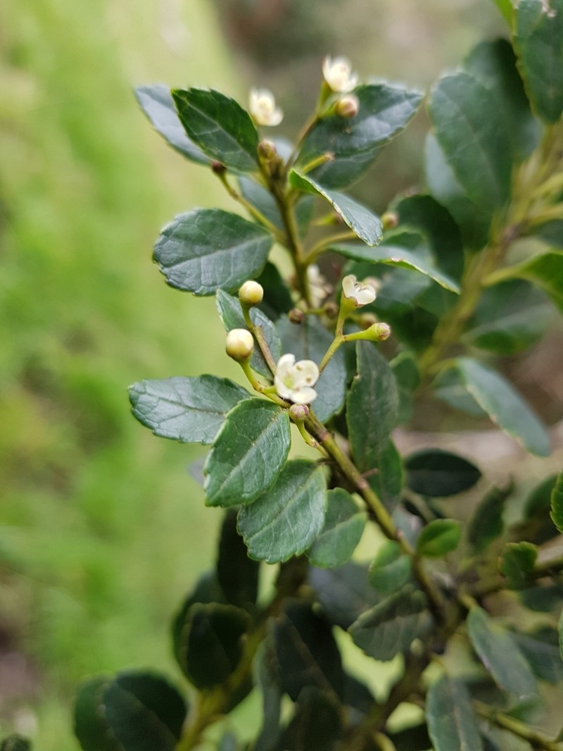 Ilex andicola photo 4