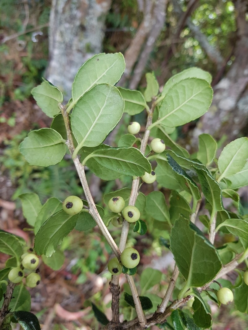 Ilex andicola photo 5