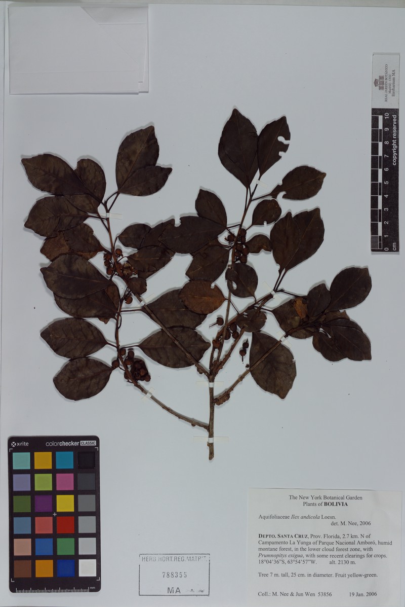 Ilex andicola photo 6
