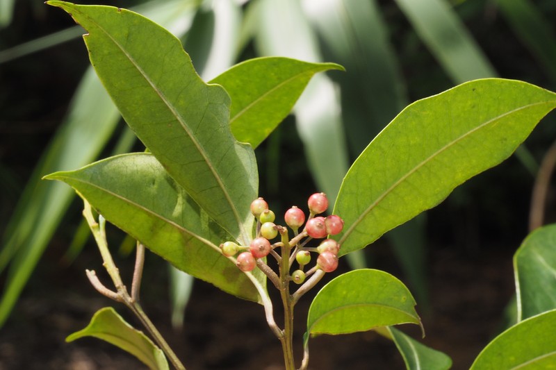 Ilex annamensis