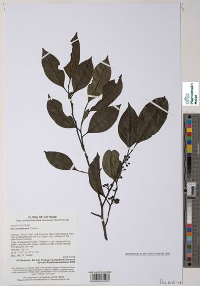 Ilex annamensis photo 2