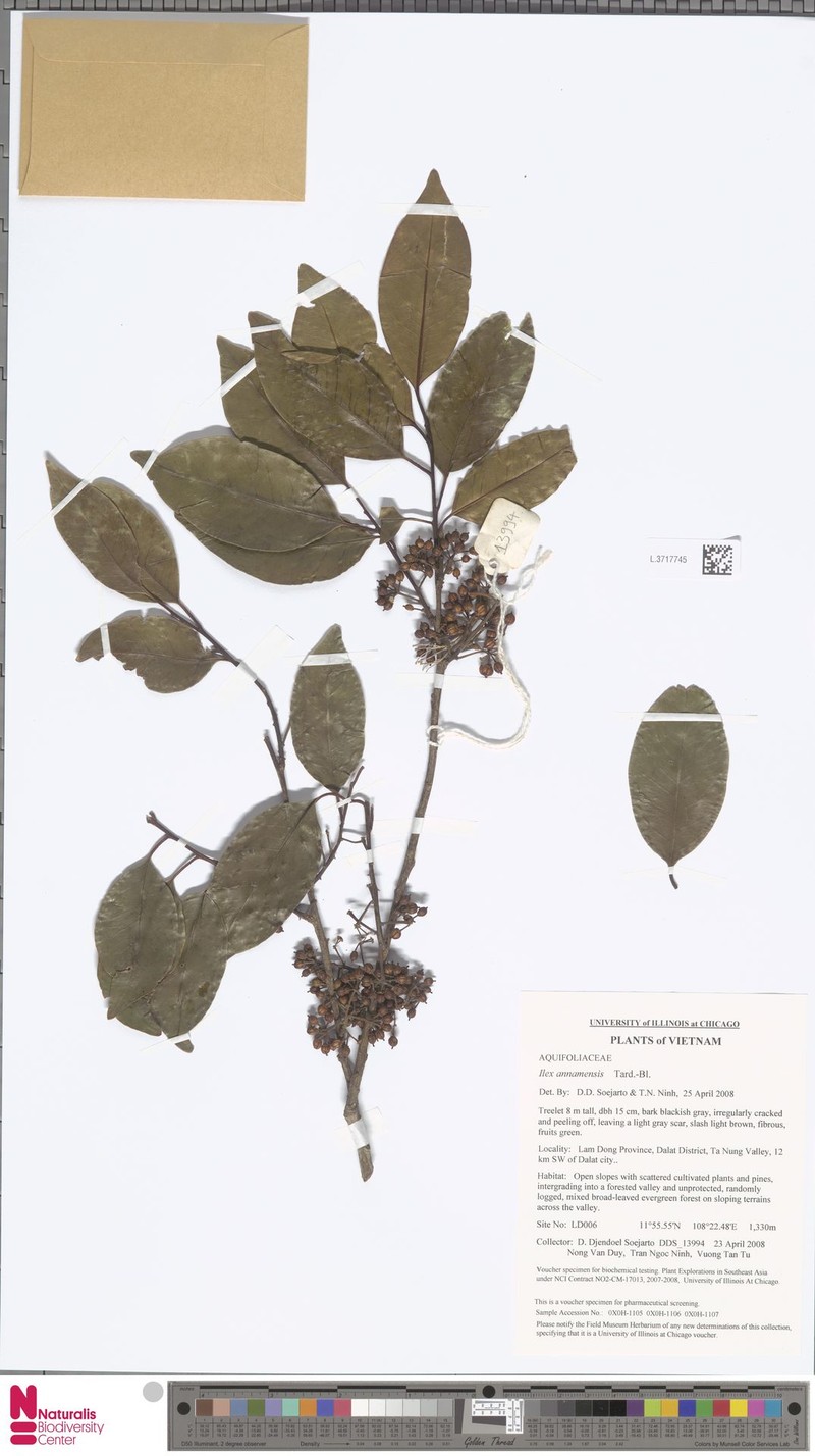 Ilex annamensis photo 3
