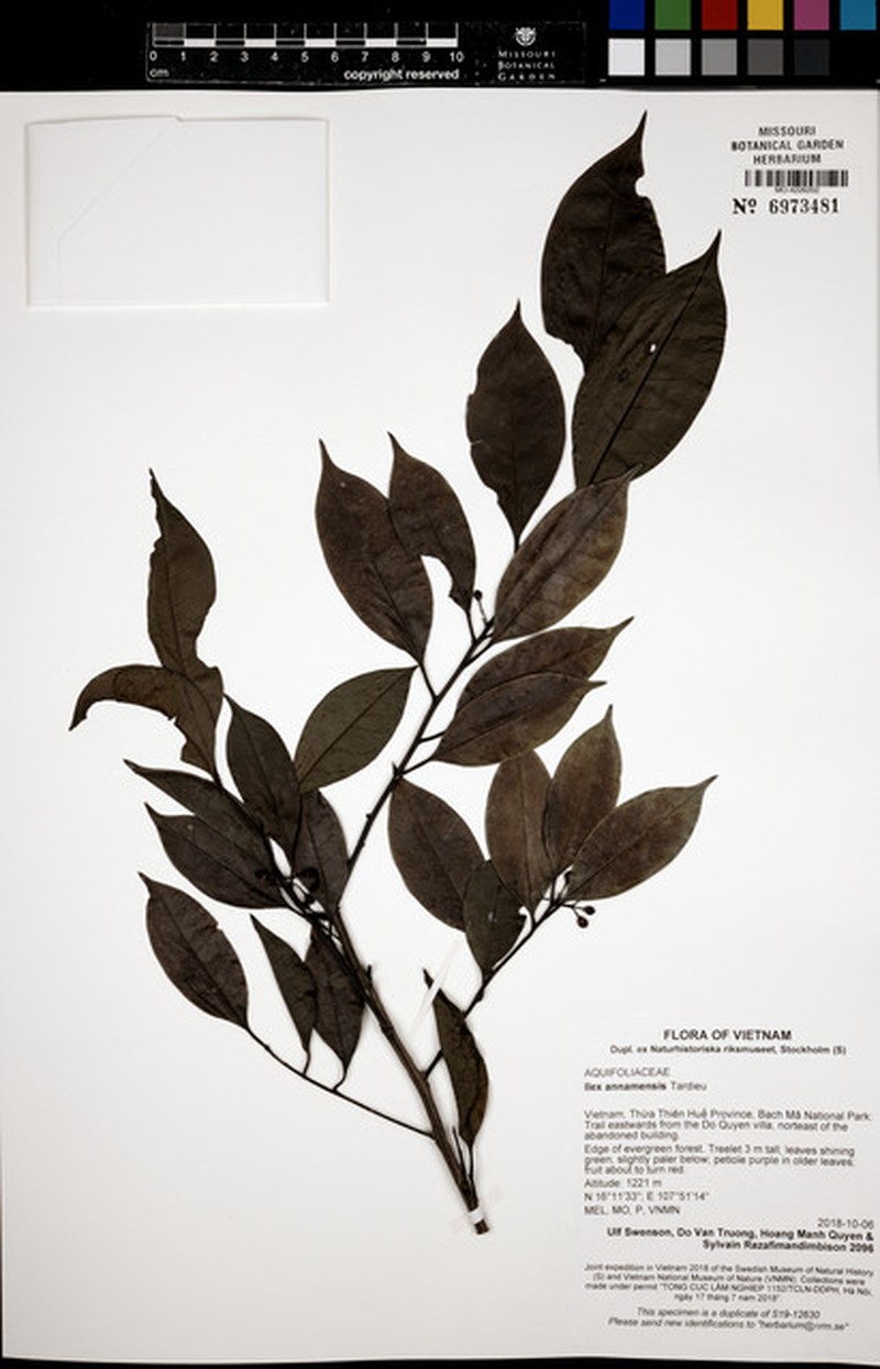 Ilex annamensis photo 4