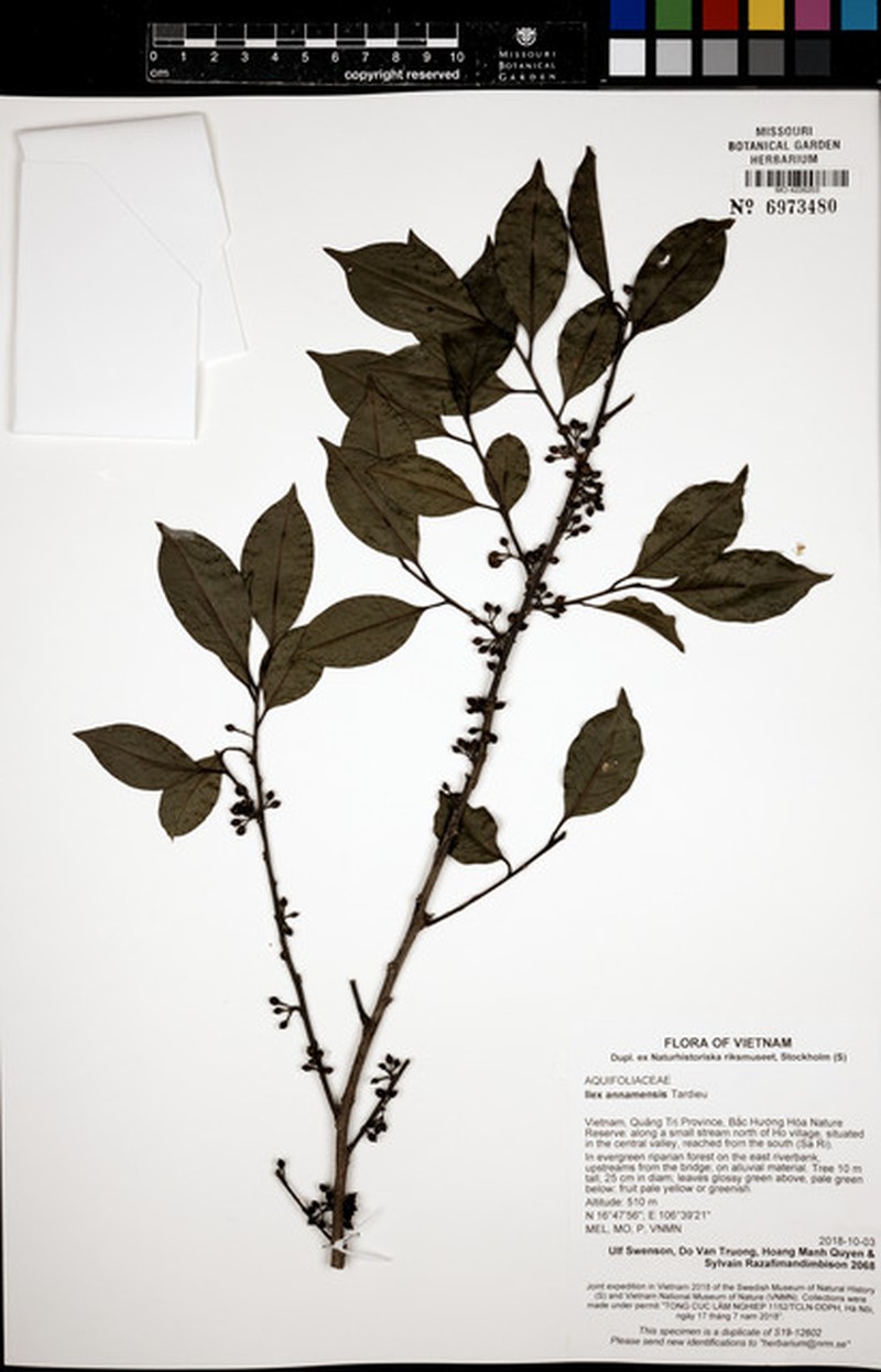 Ilex annamensis photo 5