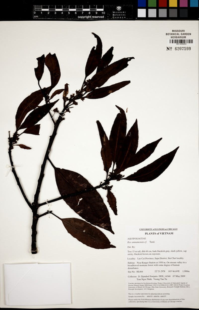 Ilex annamensis photo 6