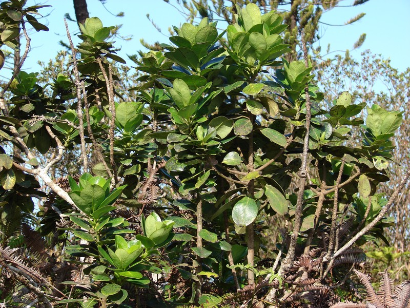 Holly