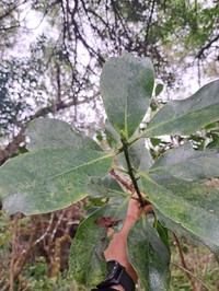 Hawai'I Holly