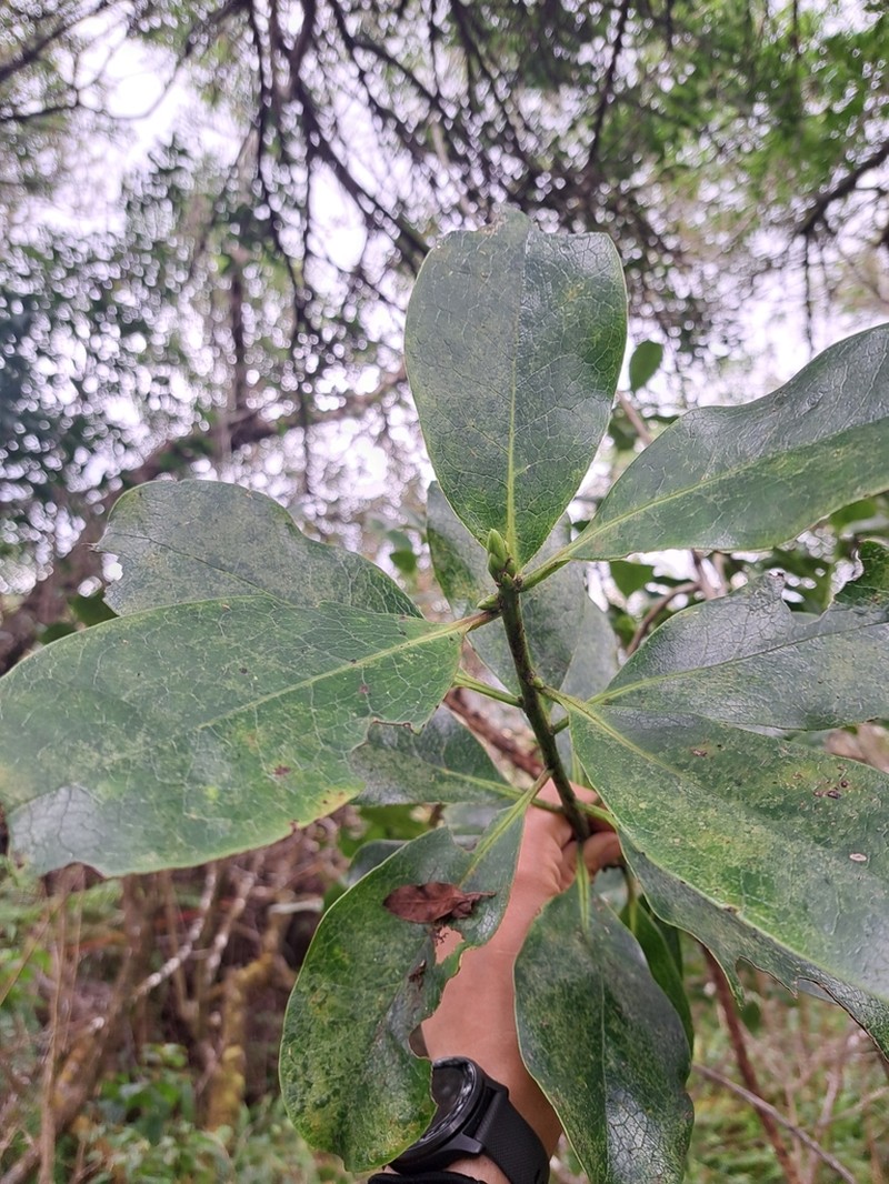 Hawai'I Holly