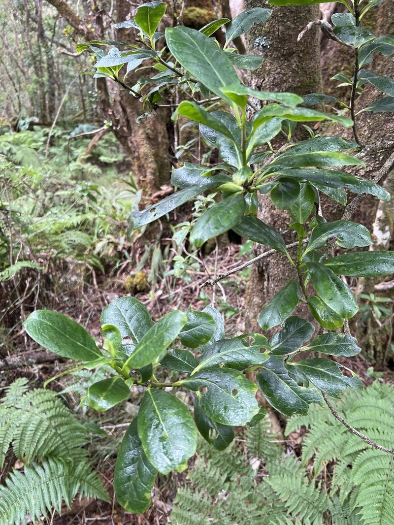 Hawai'I Holly photo 3