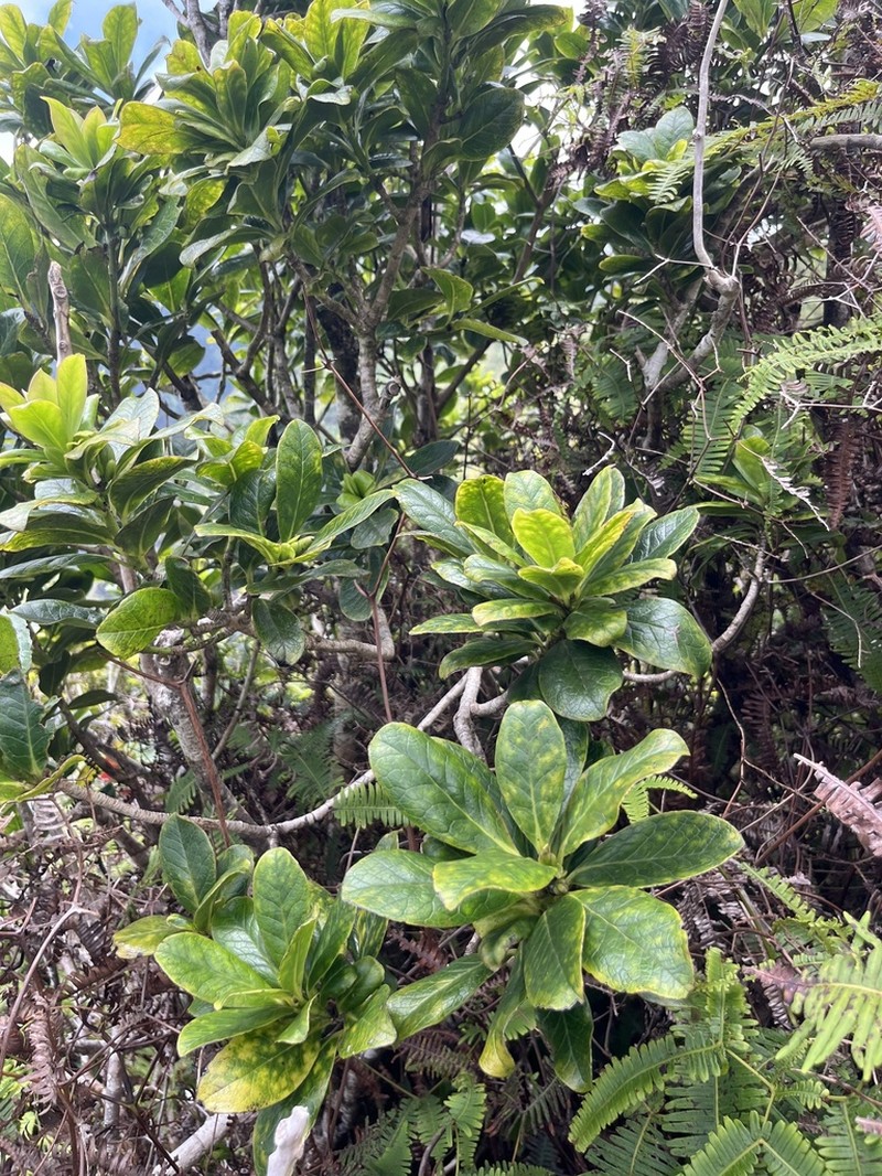 Hawai'I Holly photo 4