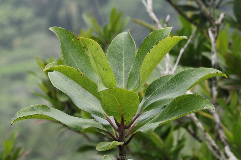 Hawai'I Holly photo 5