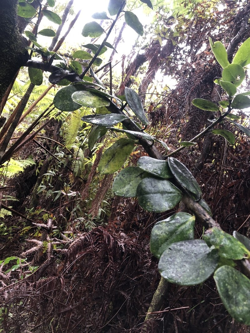 Hawai'I Holly photo 6