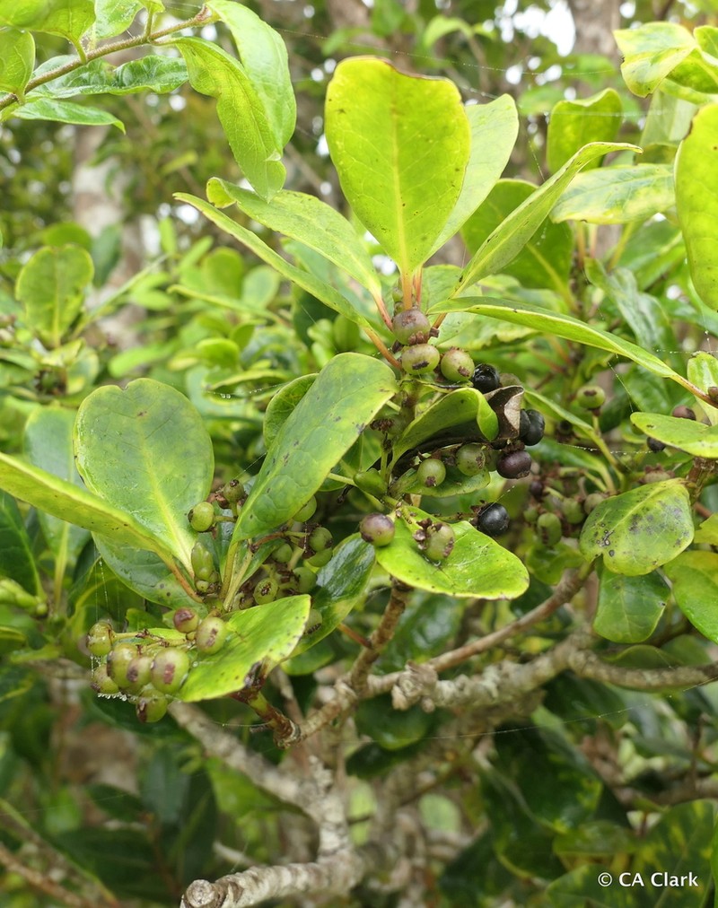 Hawai'I Holly photo 7