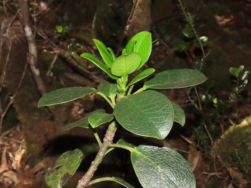 Hawai'I Holly photo 8