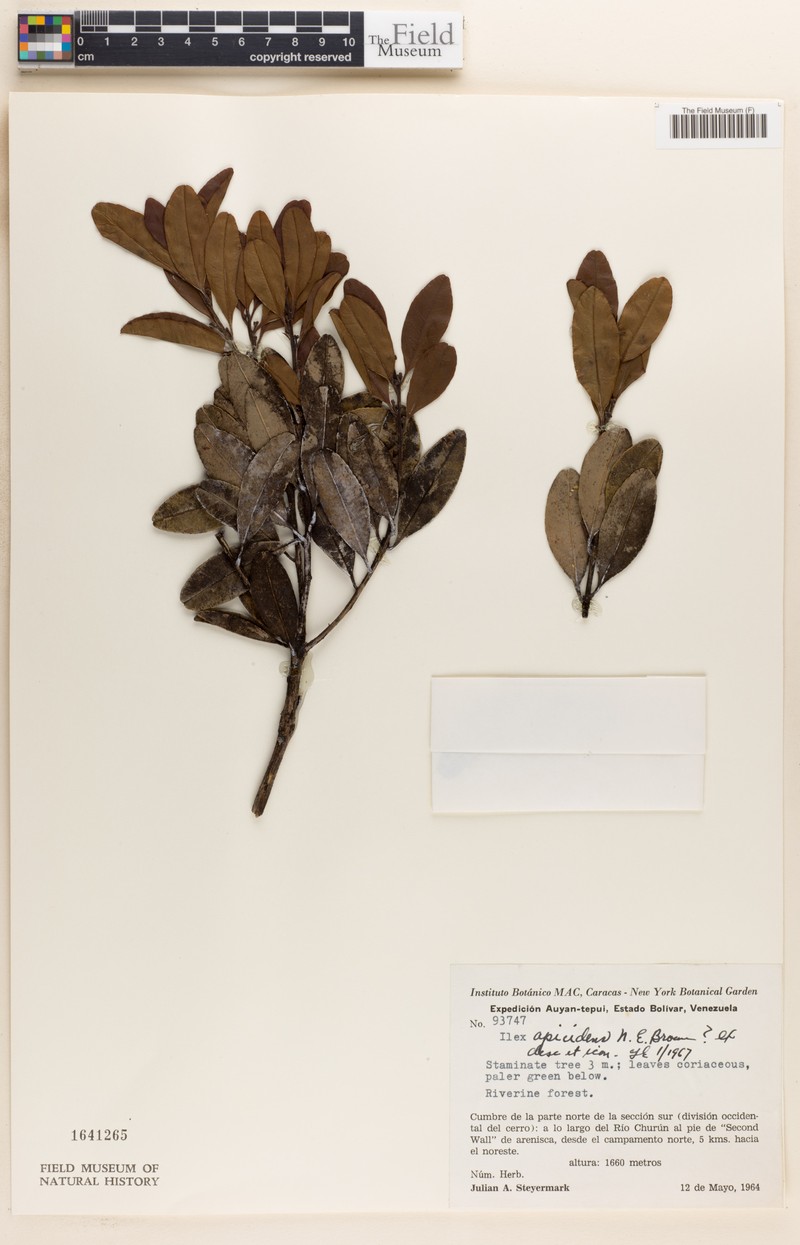 Ilex apicidens